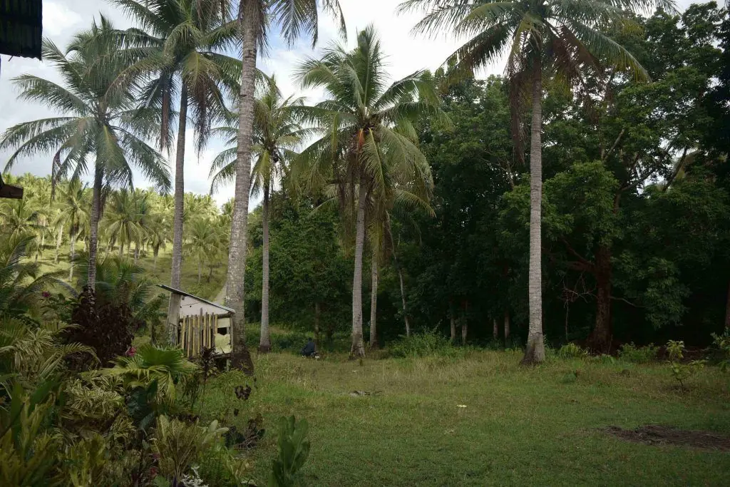 The Coconut Coast of Libmanan