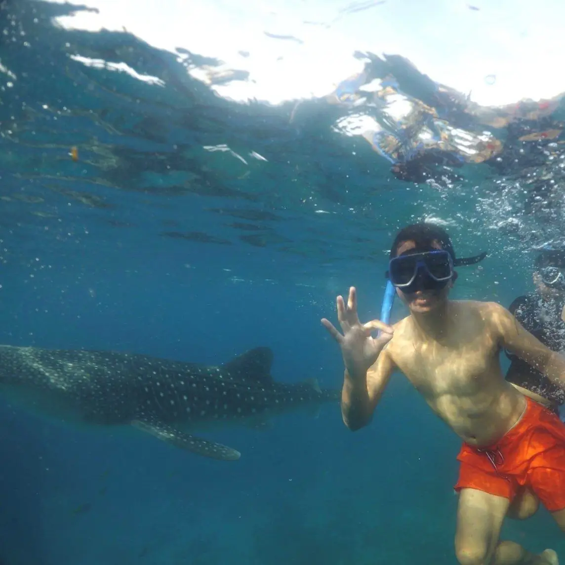 Swimming with the Gentle Giants of Oslob