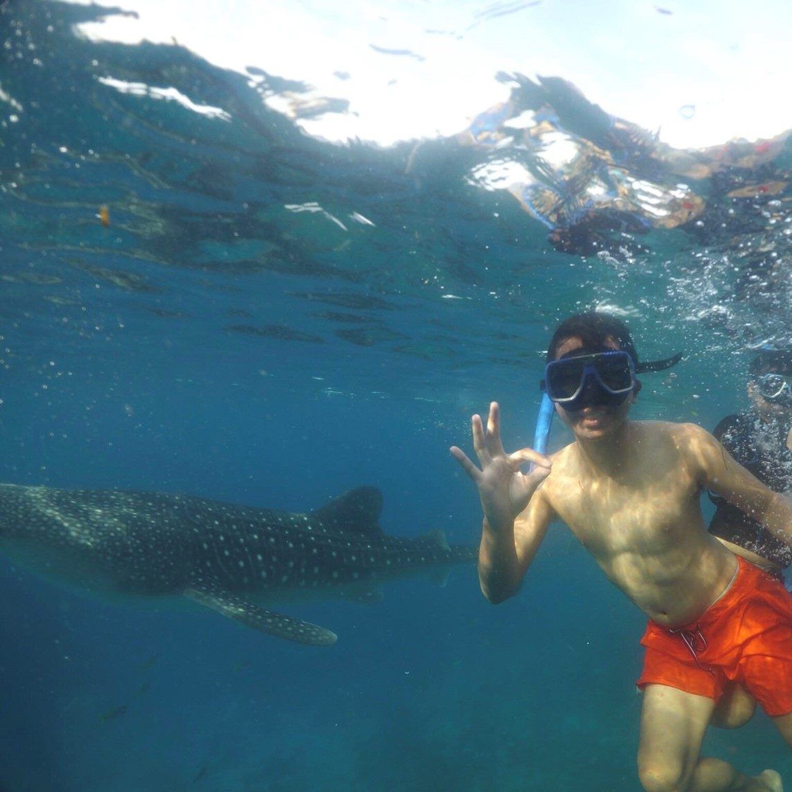 Swimming with the Gentle Giants of Oslob