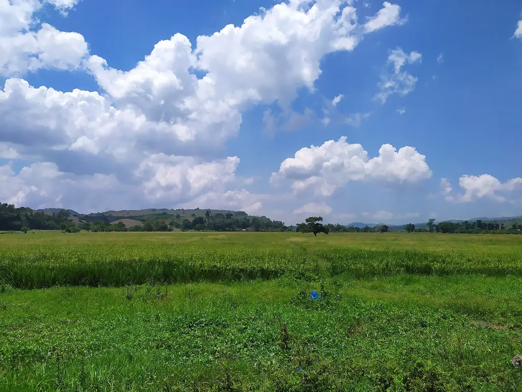Green fields and hills at Nangi, Upi