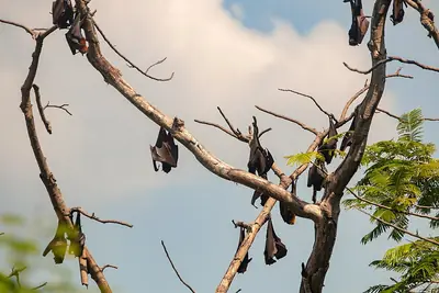 Giant golden-crowned flying foxes at a roost in the Philippines