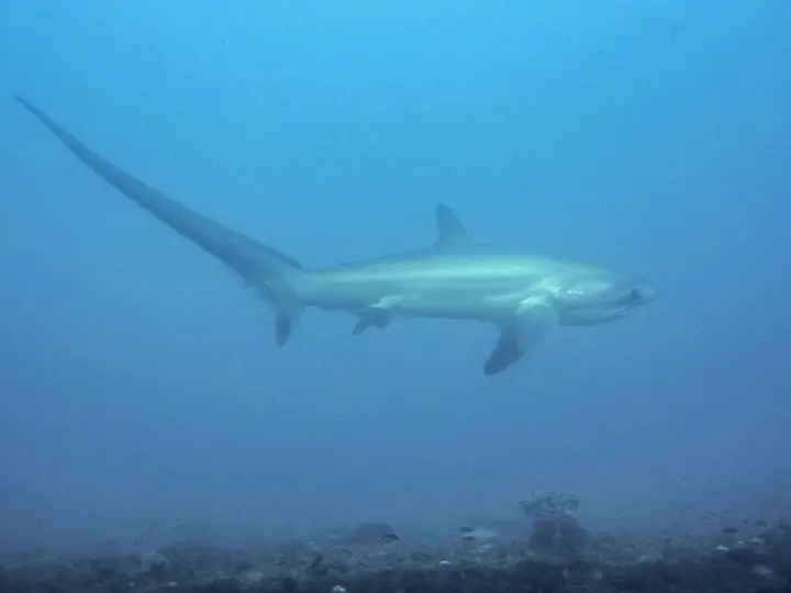 A pelagic thresher shark at Monad Shoal off Malapascua, Cebu