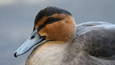 Head of a Philippine duck