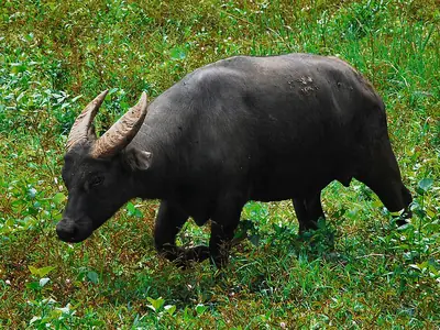 A tamaraw bull crossing grassland on Mindoro