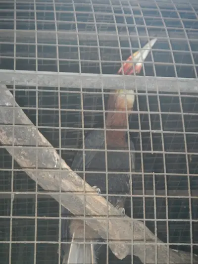 A rufous hornbill (photographed at Ninoy Aquino Parks & Wildlife Center, Quezon City)