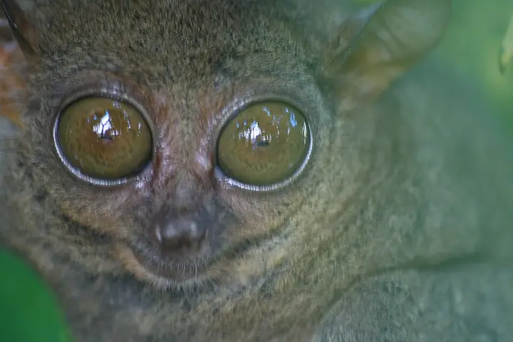 A Philippine tarsier (photographed in Bohol)