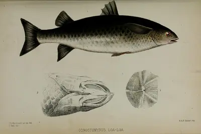 The lobed river mullet (ludong), from a 19th-century Zoological Society of London plate