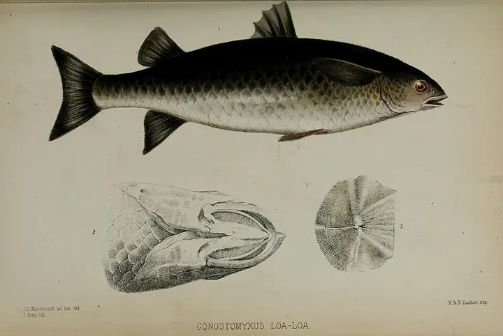The lobed river mullet (ludong), from a 19th-century Zoological Society of London plate