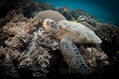 A green sea turtle over coral at Apo Island