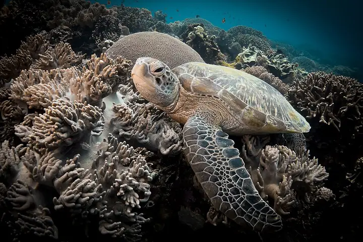 A green sea turtle over coral at Apo Island
