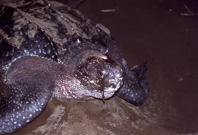 A leatherback sea turtle on a nesting beach at night (photographed in Costa Rica)