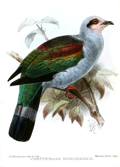 Mindoro imperial pigeon, 19th-century illustration by J. G. Keulemans