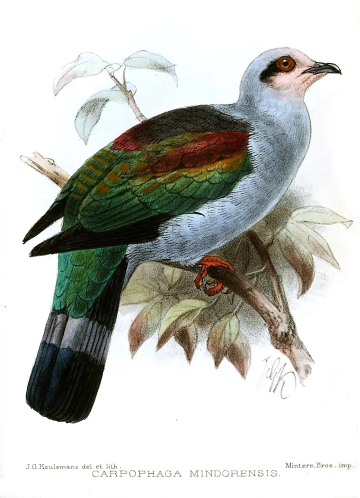 Mindoro imperial pigeon, 19th-century illustration by J. G. Keulemans