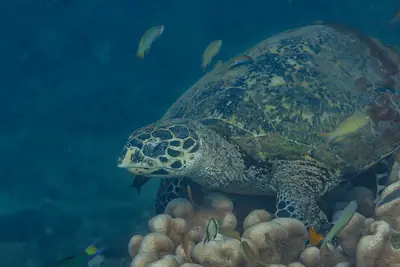 A hawksbill sea turtle at Anilao, Batangas