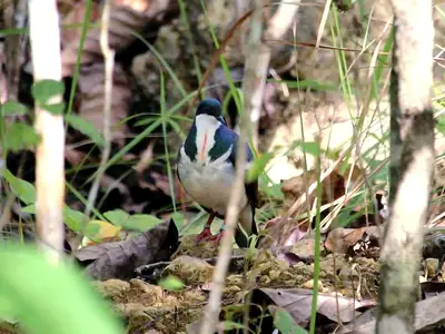 A released Negros bleeding-heart dove in Bayawan Nature Reserve, Negros Oriental
