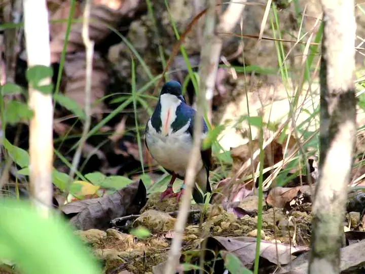 A released Negros bleeding-heart dove in Bayawan Nature Reserve, Negros Oriental