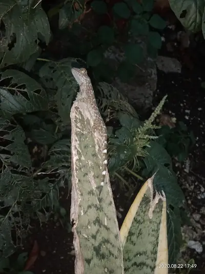 A tokay gecko on a leaf (photographed in Bohol)
