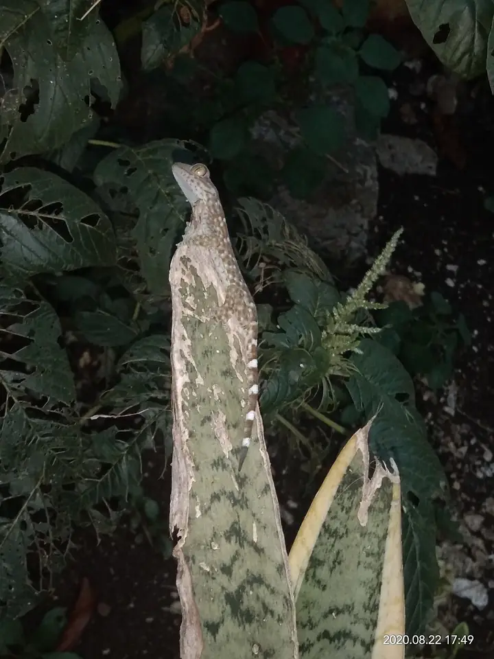 A tokay gecko on a leaf (photographed in Bohol)