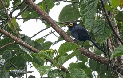 An Apo myna perched among leaves (photographed in Bukidnon)