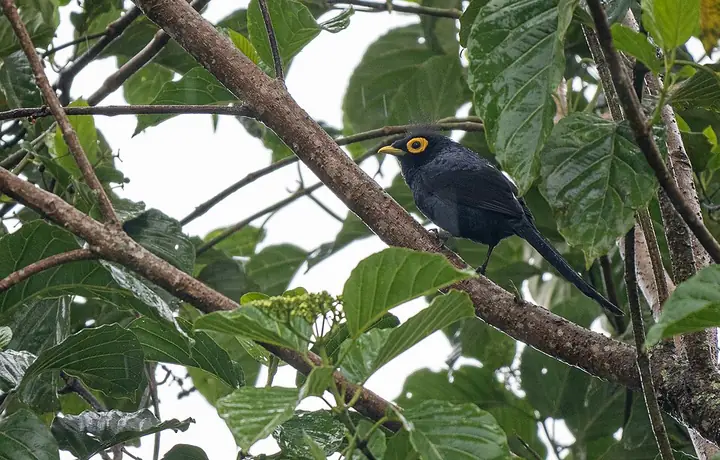 An Apo myna perched among leaves (photographed in Bukidnon)