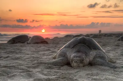 An olive ridley turtle nesting on a beach (photographed in Oaxaca, Mexico)