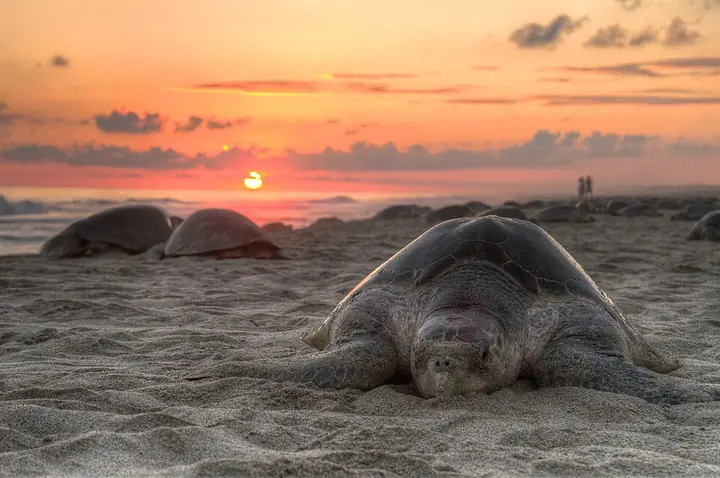 An olive ridley turtle nesting on a beach (photographed in Oaxaca, Mexico)