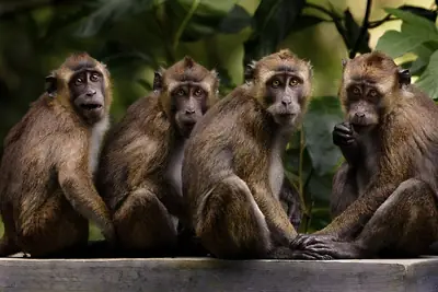 Four Philippine long-tailed macaques sitting on a rail