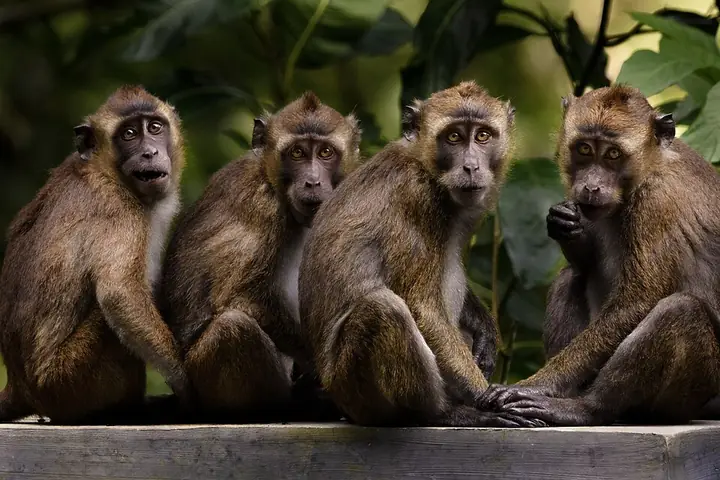 Four Philippine long-tailed macaques sitting on a rail