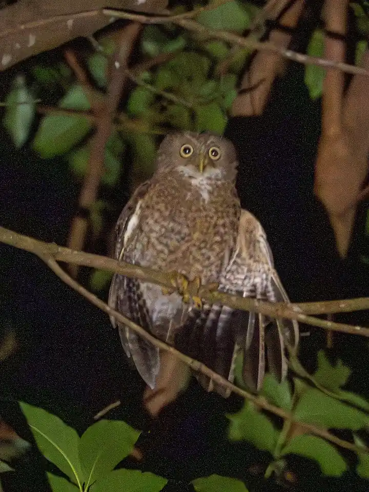 A Camiguin boobook perched at night (photographed on Camiguin)