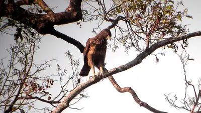 A Philippine hawk-eagle perched in a tree