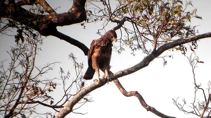 A Philippine hawk-eagle perched in a tree