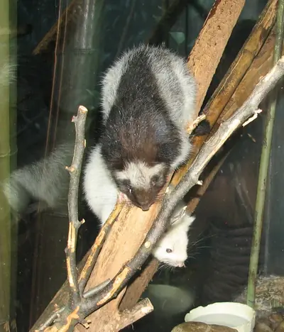 A northern Luzon giant cloud rat (photographed at Cincinnati Zoo, USA)
