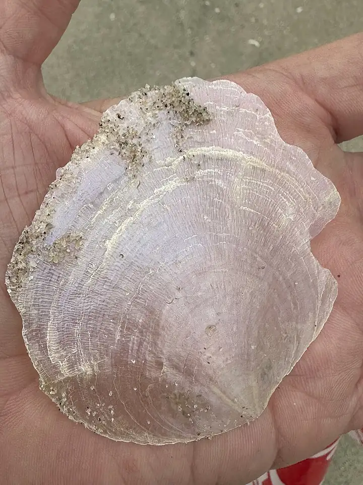 A translucent windowpane oyster (capiz) shell held in a hand (photographed outside the Philippines)