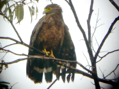 A Philippine serpent eagle in the wild (photographed in Mindanao)