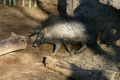 A Visayan warty pig (photographed at Oregon Zoo, USA)