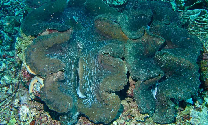 A giant clam with its colourful mantle open